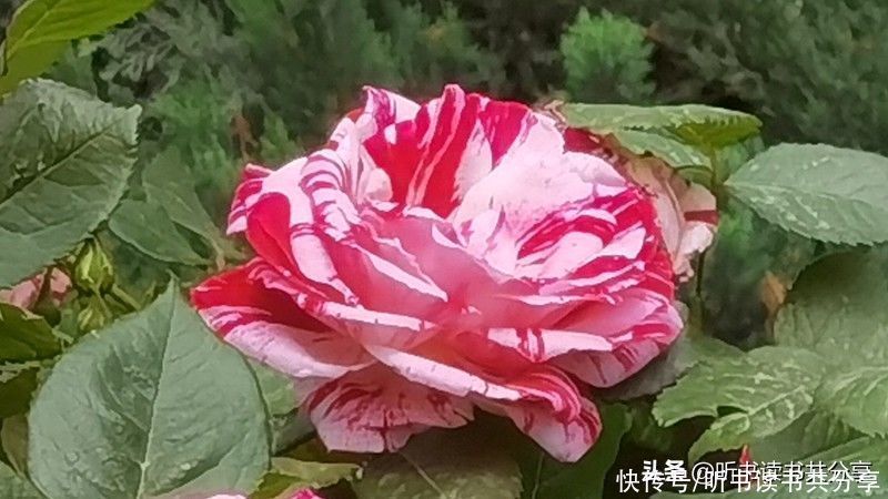 月季|北京街头万千姿态的月季花，您最喜欢哪一种