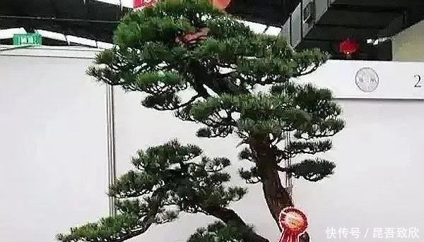 技巧|五针松盆景的6点养护技巧解析，知道了，养护五针松再也不发愁