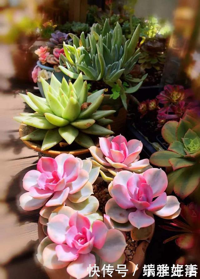 多肉|最萌不过粉色,这10款粉色系多肉,各有各的美,哪种能“粉”到你