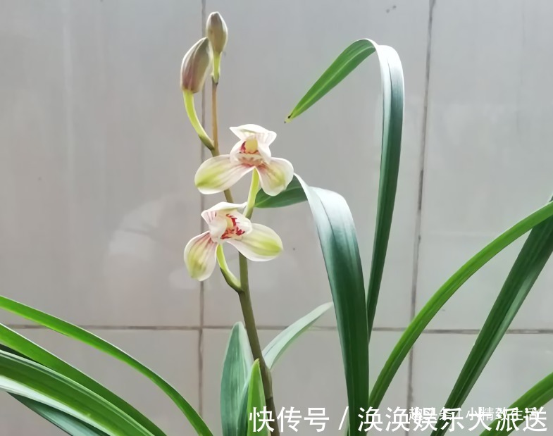 兰花|新手养兰，学会“3多3少”，兰花长得旺、常爆盆、开花多