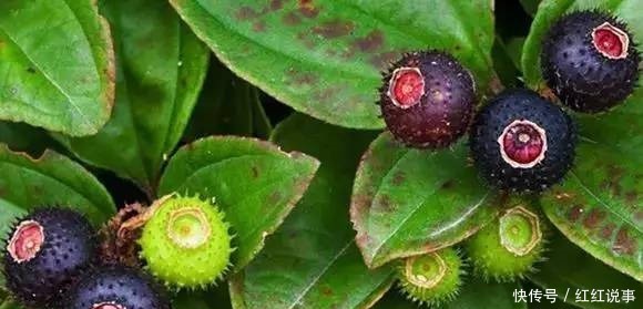 果实|小时候常吃的8种野果,吃过5种就服你,全吃过的人不多!