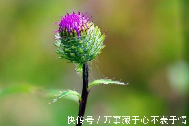 野花野草|农村此种蒲公英，人称“石灰菜”，价值珍贵，对女性很有好处！