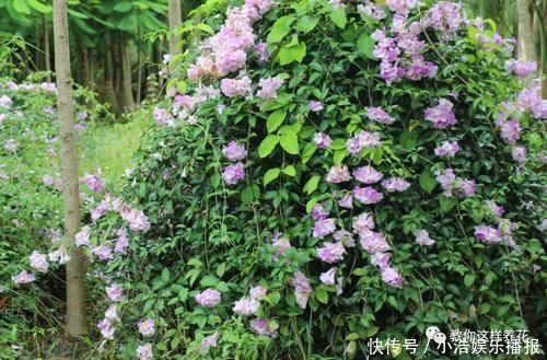 有机肥|这种花爱爬墙，一次花开1000朵，从来不生虫，花还能当蒜吃！