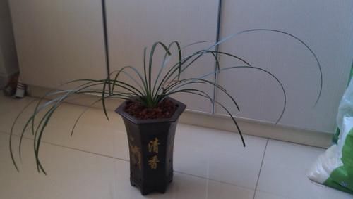 不用羡慕乡村景色了，楼房养花一样能养眼、修身养性