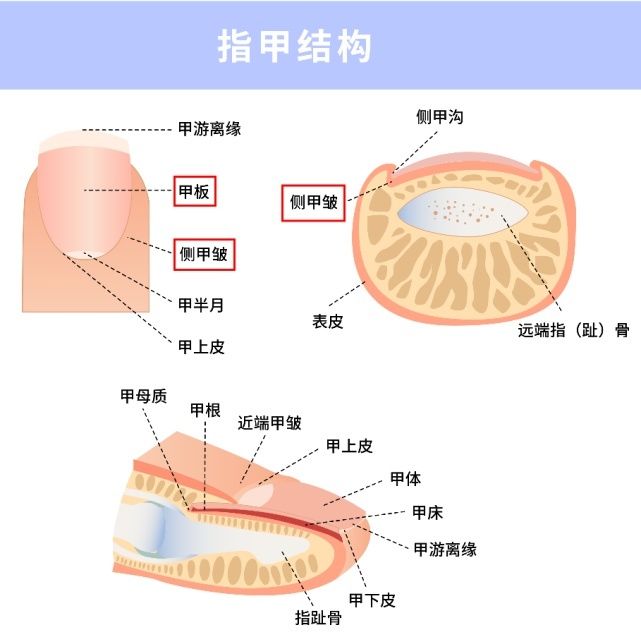 脚趾|趾甲长进肉里那种钻心的痛，竟和3个习惯有关