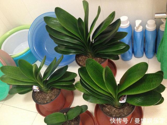 养花|家里君子兰不开花，学会这几种，花苞蹭蹭长