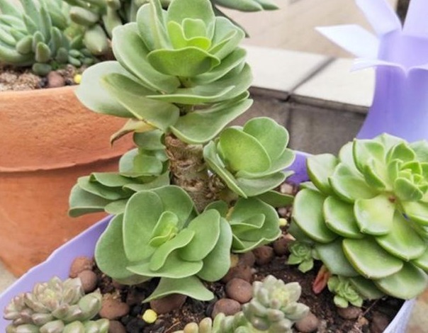 新手养花，入手这“3种”多肉，好看又易活，一年四季爆盆不断