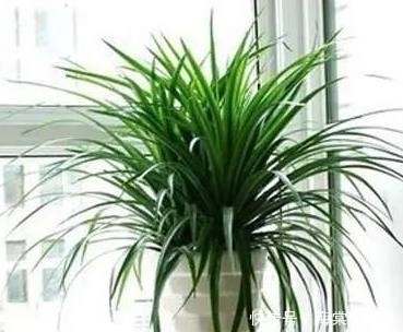 这3种“垃圾”别扔!丢进盆栽花繁叶茂,拿来养花不烂根不黄叶