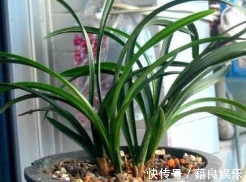 养花|“红砖”养花有这3大效果,在兰花盆底铺上一层,养一盆旺一盆!