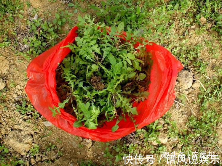 农村|农村荠菜虽然好吃，但是挖荠菜的时候一定要注意！