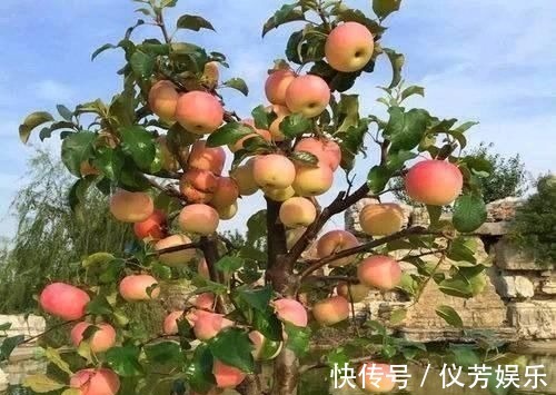 花青素|女生别太节俭,此水果放开吃,血管越来越干净,皮肤越来越靓丽