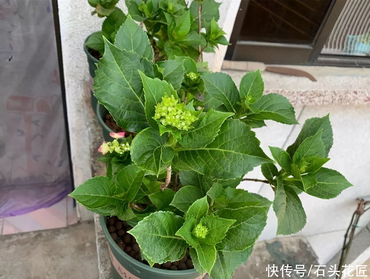 “倒春寒”来袭，养花人要做对“4件事”，让花草渡过难关