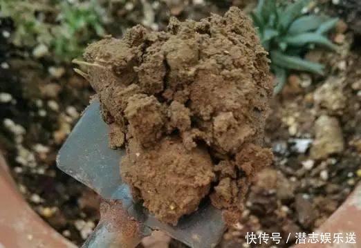 功效|怪不得老花农养花都喜欢用米醋,看了5大神奇功效,彻底被折服了