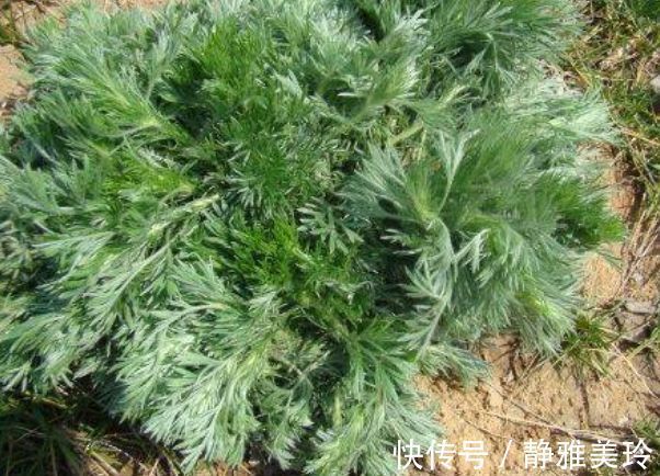 排毒|爱美女性要多吃3种食物，排毒养颜、改善体质，早吃早好！