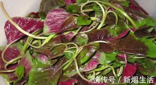 红苋菜|对身体很好的食物，平时坚持吃，滋肝养肾，排毒清肠，增强抵抗力