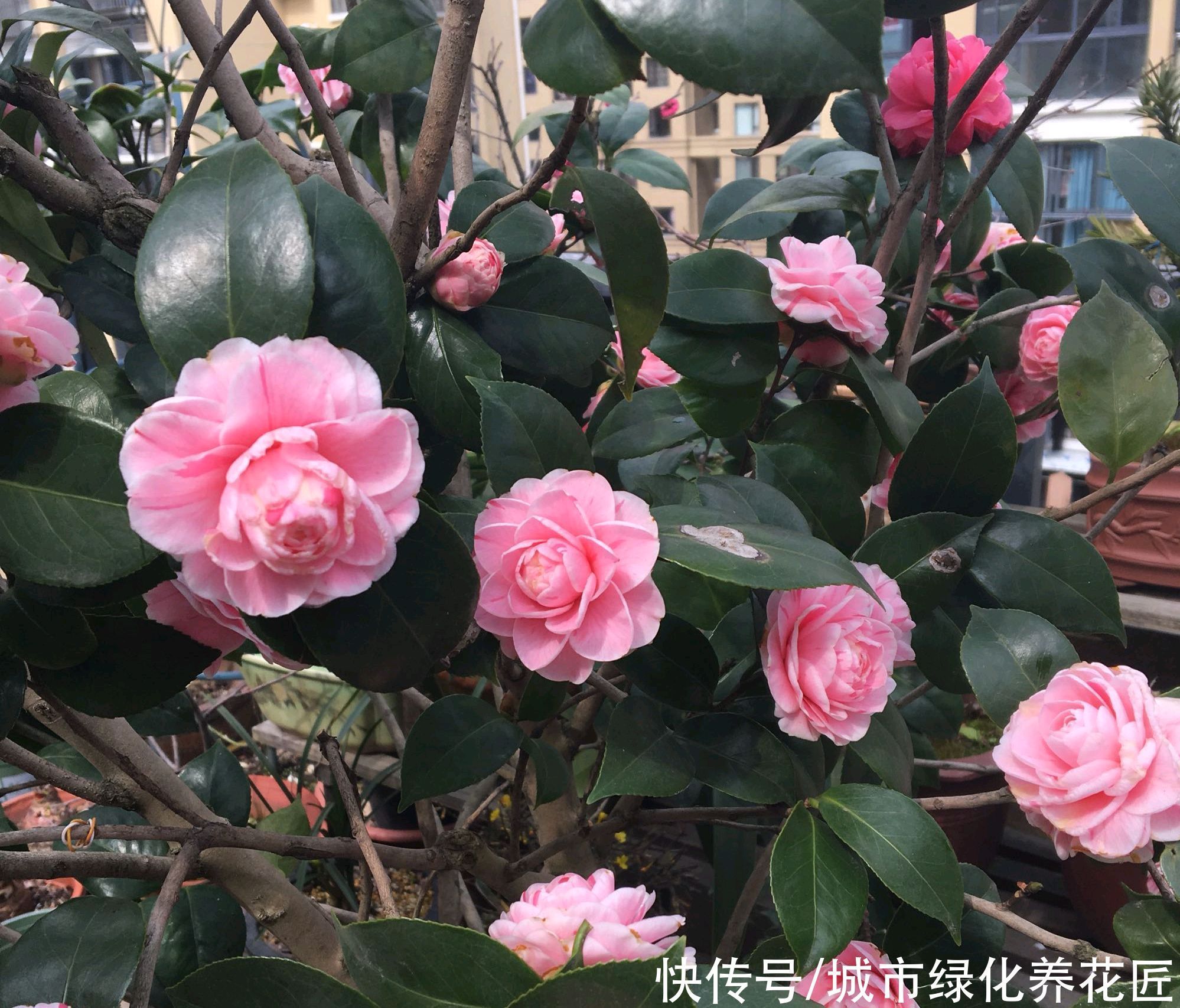 盆栽|茶花盆栽入手才三天就直接卷叶掉花苞,湿度不够?营养不足?