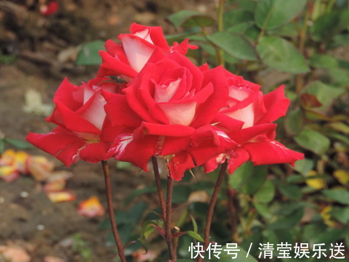 红艳|喜欢菊花,不如养盆“稀世玫瑰”火和平,花开红艳似火,美艳娇羞