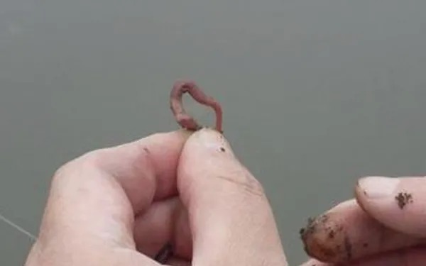 钓鱼用这两种饵时，好多人都把调漂搞错了，怪不得不上鱼！