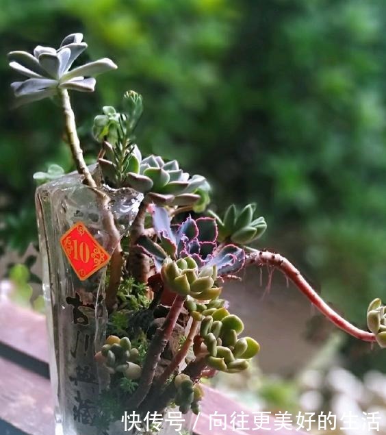 养多肉,不再为缺少花盆发愁,取一瓢,取一碗,取一瓶都能养!