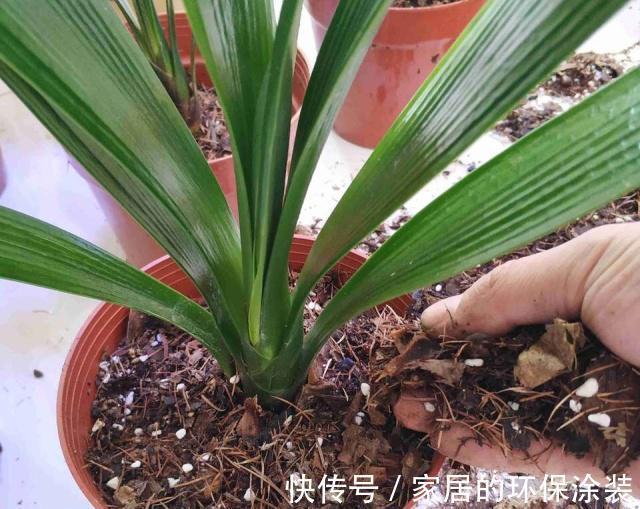 避开君子兰开花的“3大误区”，秋天大爆发，花箭拔得多