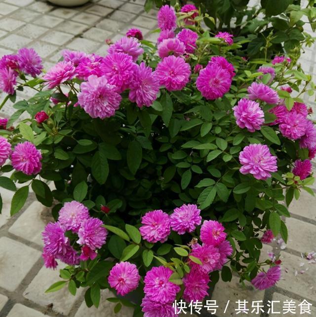 3种“香水”月季,适合阳台盆栽,花开一朵,满屋飘香