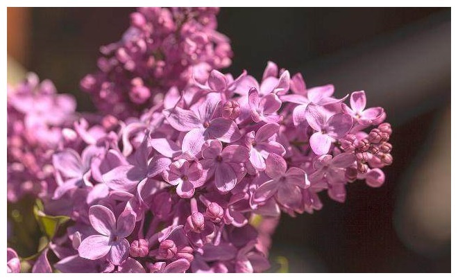 口臭|它是口臭的“天敌”，抓3粒泡水喝，助你口气清新，便秘也减轻了