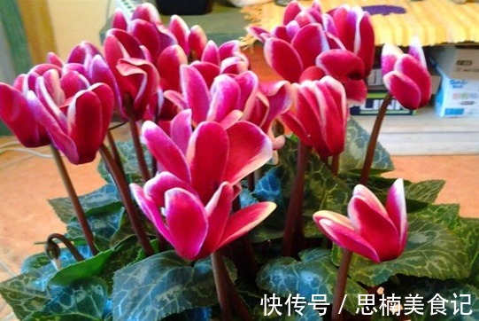 “今年最火年宵花卉”仙客来，寓意美好，喜迎贵客，平安祥瑞