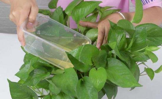 绿萝最爱喝的5种水,喝完长得贼快,叶子像刷了“绿油漆”