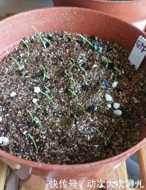 惊艳|这种球乱养都能活,丢盆里1个月开花,开花太惊艳