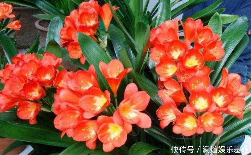 花市|买花时别听老板忽悠,这6种花真心不好养,新手基本养一盆死一盆