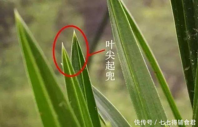 这种叶片的兰花,遇上了就不要错过,兰友运气来了