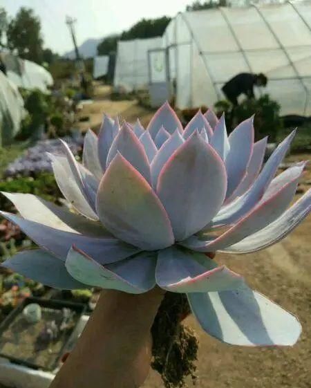 广寒宫|多肉中的“三仙”,颜值很高,扎根速度很快,桩子长到手臂粗