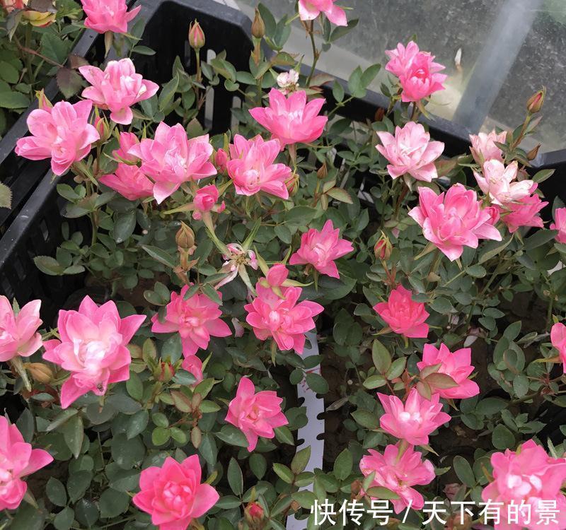 此花号称“开花机器”，居家盆栽牢记4点，开花繁殖能力特强