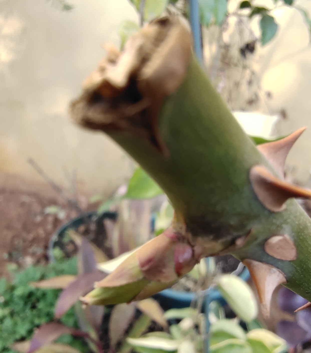 早春养月季,把握好3个词,生长开花不用愁