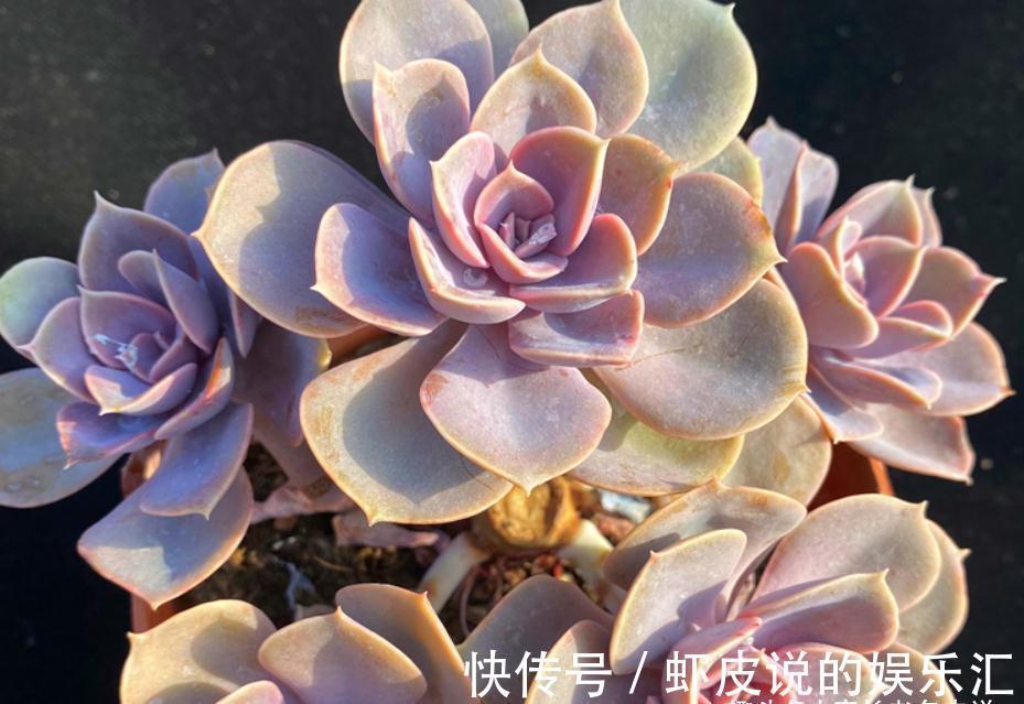 叶心|不应被遗忘的多肉紫珍珠，好养易上色，养成老桩后颜色紫红超好看