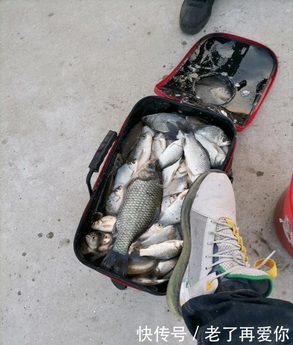 鲫鱼|浅谈鲫鱼的食性和习性,足够了解你才能钓到爆护