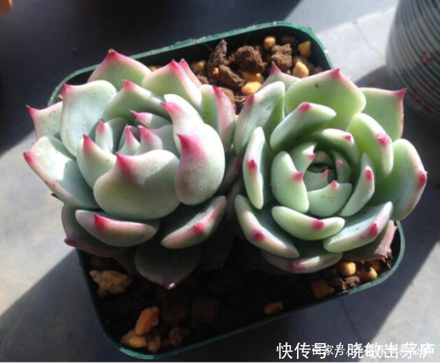 6种皮实好养的多肉，冬天阳光一照叶色鲜红鲜红的