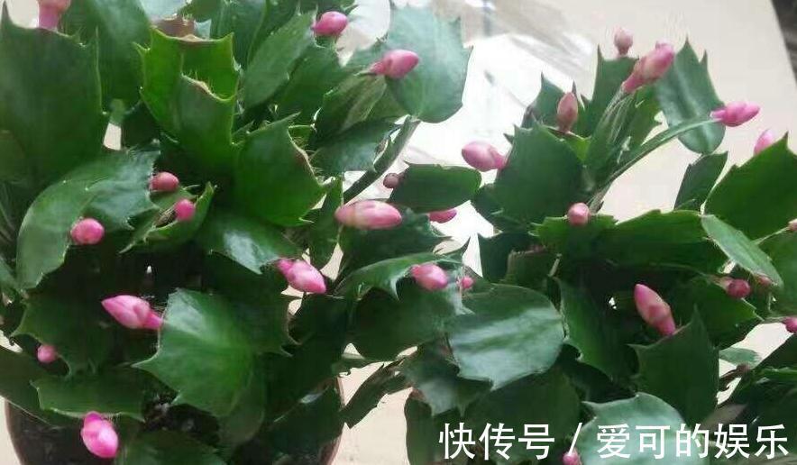 养蟹爪兰是否嫁接很关键,做好了区分,越养越省心