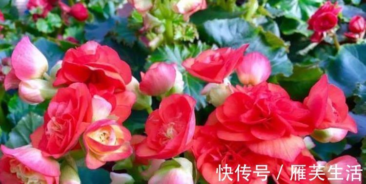 阳台养上4种花，阳台美成花园，漂亮花朵，开的最灿烂