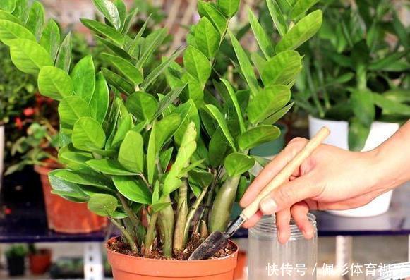 冬天冷、夏天热,养啥花好扦插2种花卉,沾土就活、四季花开