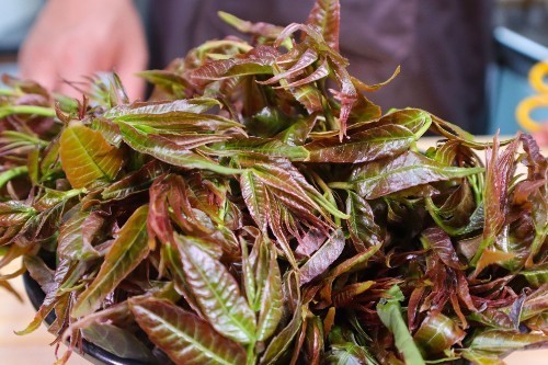 胃溃疡|农村此树上的“嫩芽”,比香椿好吃太多,入药煎水服,缓解胃溃疡