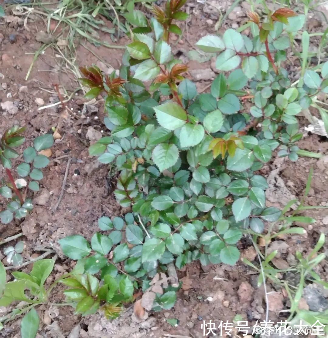 给花浇水掺点白醋,植物根比萝卜还粗,健壮不黄叶