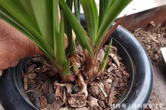 6种兰花,一开花香飘满屋,越养越值钱!6种兰花,一开花香飘满屋,越养越值钱!