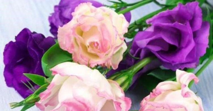 4种花是花卉中的佼佼者,花朵硕大、一盆开花100朵,天天能赏花