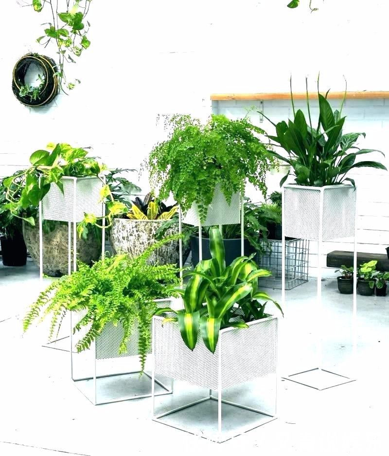 养花10多年总结的室内养花技巧,让新手也能养好花,避免叶黄