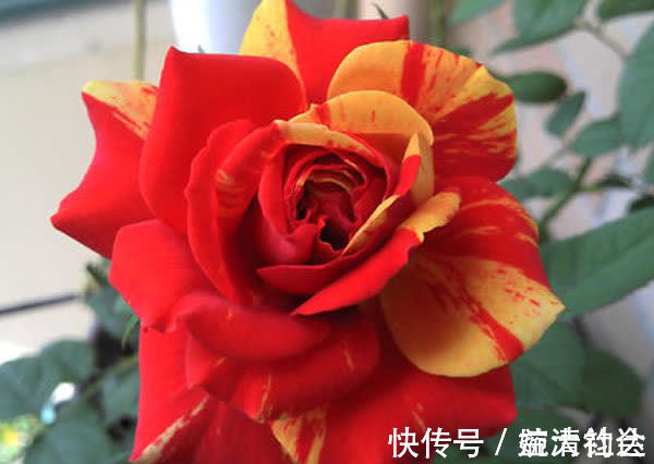 科德娜|3种花近乎完美，超级漂亮，开花勤快，好养易管理，室内盆栽也可以