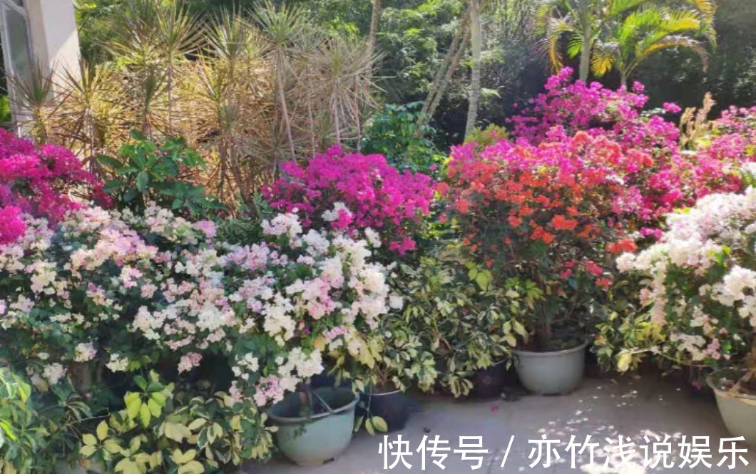 四季海棠|气候四季分明,养花就养这3样,天冷天热花开不停,漂亮好活