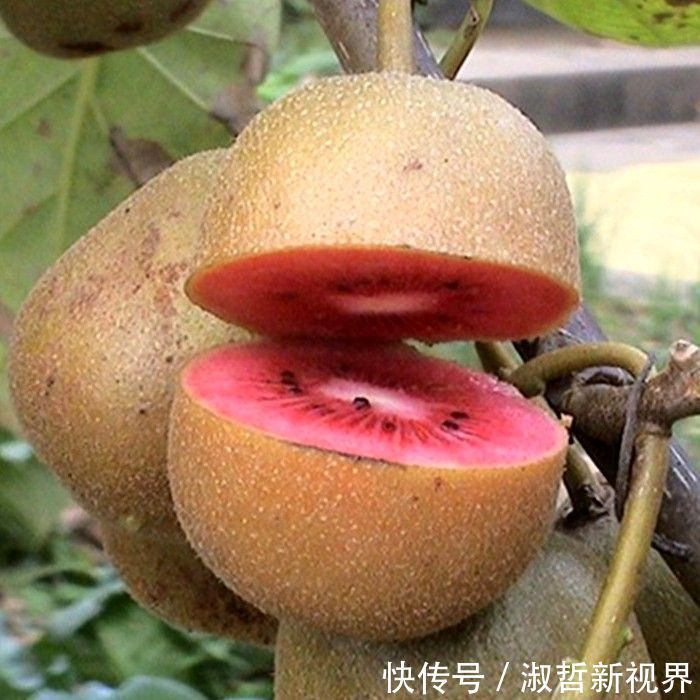 打理|有“血管疏通剂”著称的果子,你家里一定要种上,容易活好打理