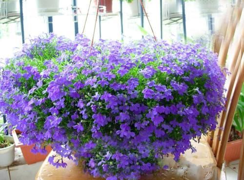 4种漂亮花，吊起来养不占地方，花开满盆，种一盆年年有花赏