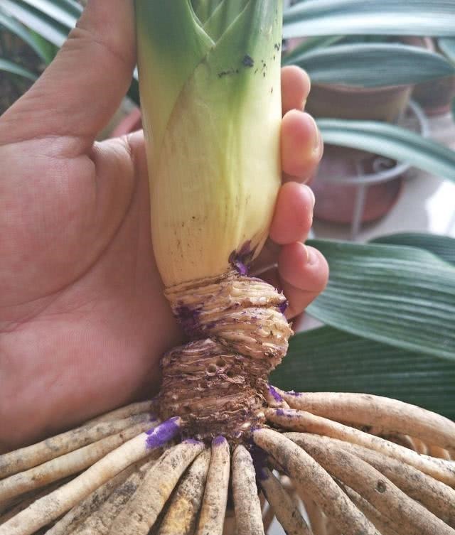 钱大爷养“君子兰”,只用一种养花“土”,原因便宜还特肥沃